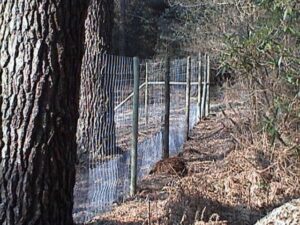 Fencing in Lyndhurst