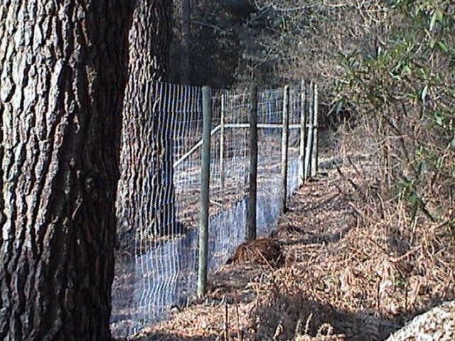 Fencing in Lyndhurst
